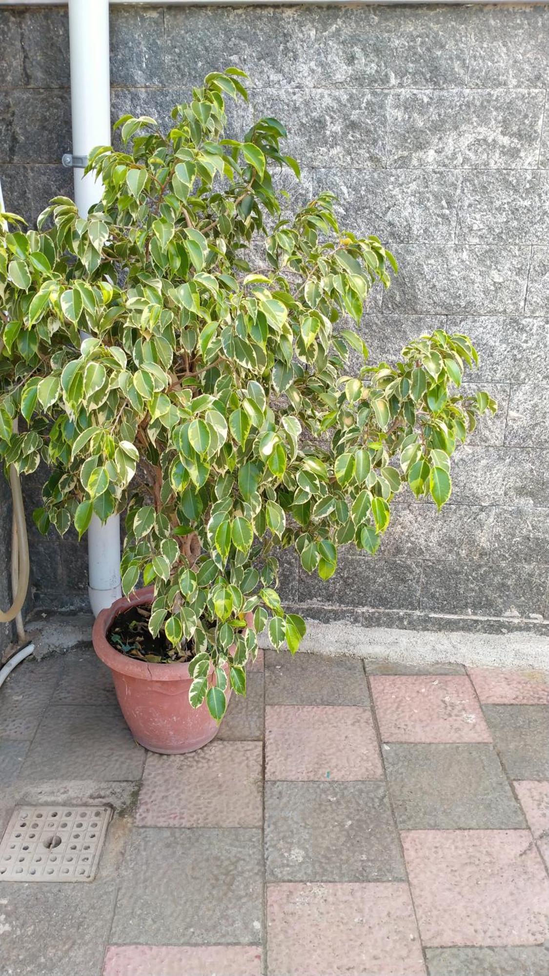 Domus Annae B&B بومبيي المظهر الخارجي الصورة